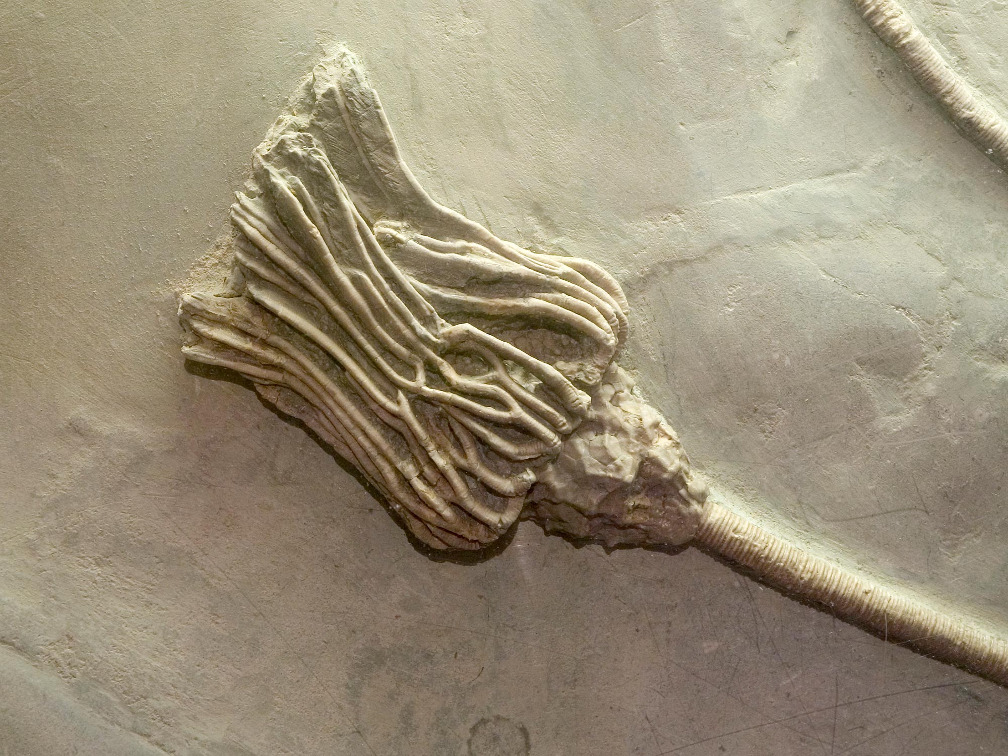 Crinoid slab from Borden Delta